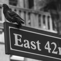 NYC-20240205218.jpg