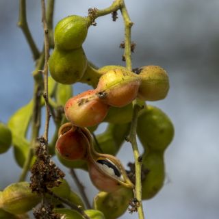 Panama-USA-20240122053.jpg