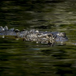 Panama-USA-20240123061.jpg