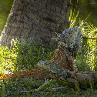 Panama-USA-20240123066.jpg