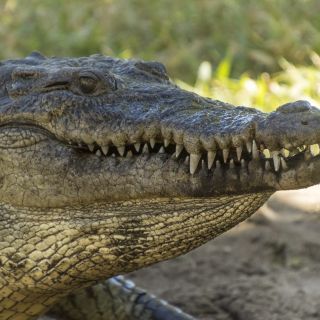 Panama-USA-20240123064.jpg